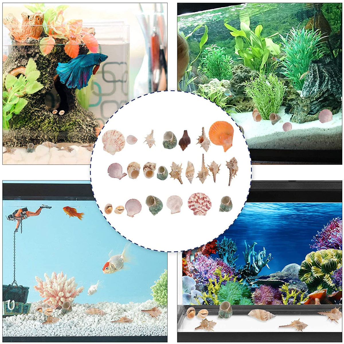 Aquarium Shells Sea Shells Conch Mixed Beach Seashells Fish Tank