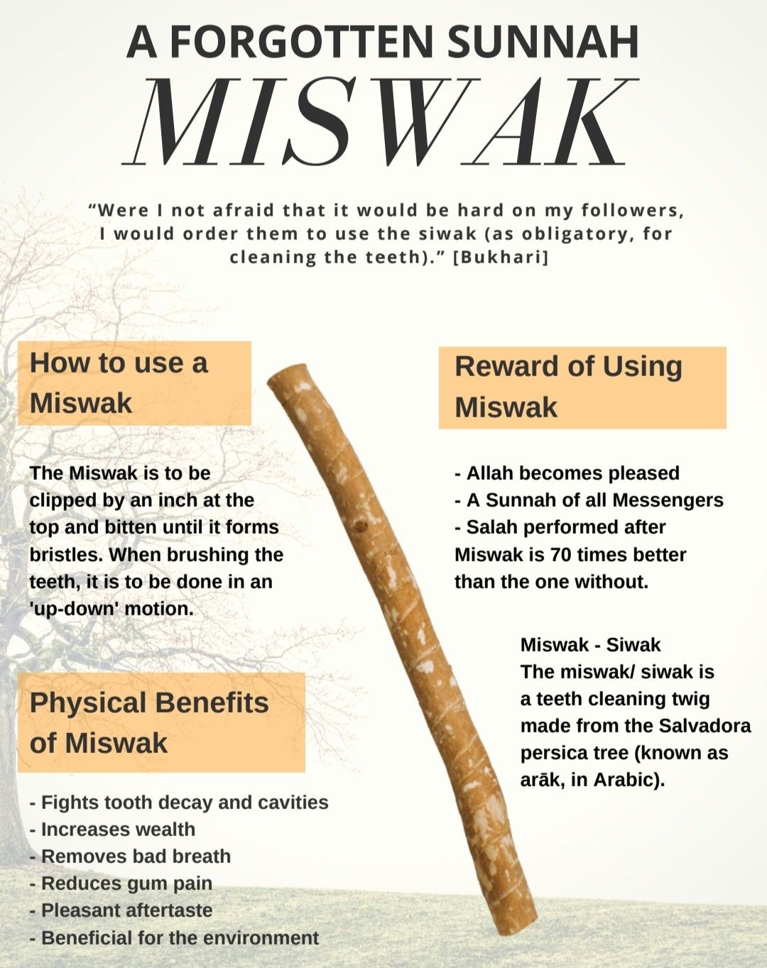 Miswak Miswaak, Siwak, Sewak Natural Toothbrush مسواك
