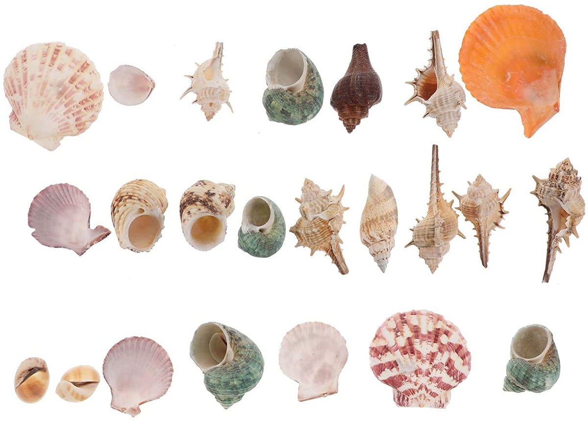 Aquarium Shells Sea Shells Conch Mixed Beach Seashells Fish Tank